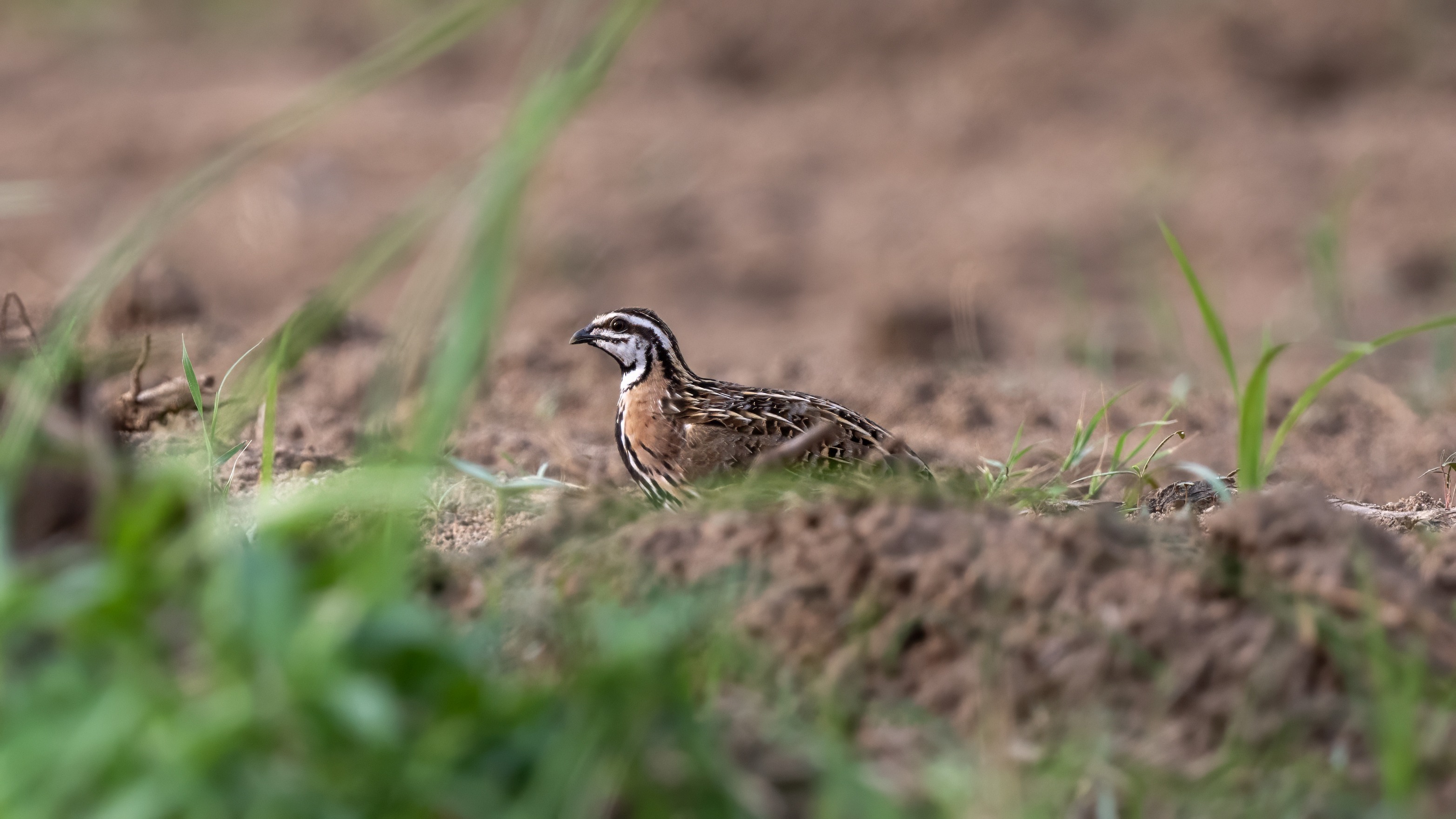 Rain Quail
